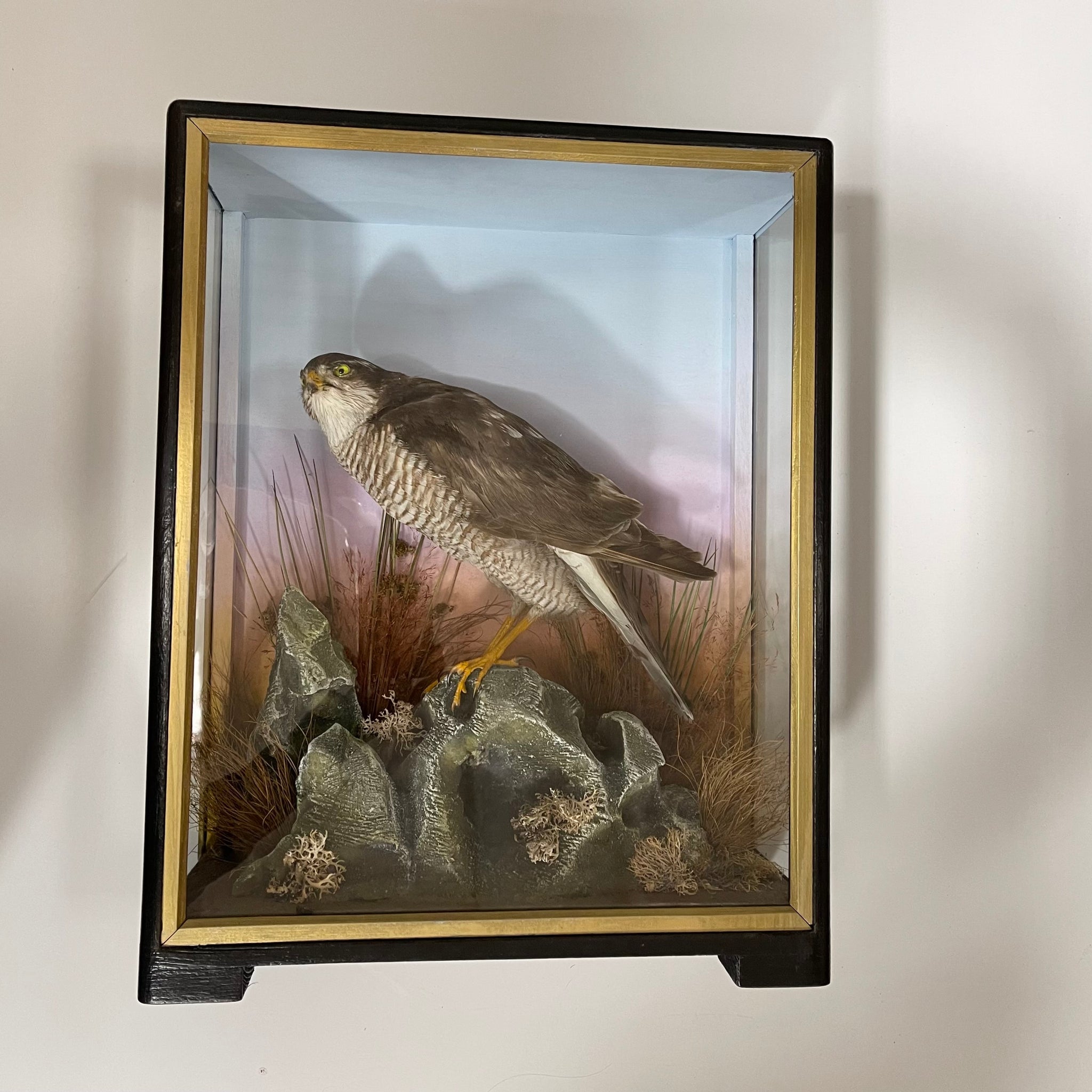 Taxidermy Hutchings Antique Specimen Of A Sparrowhawk