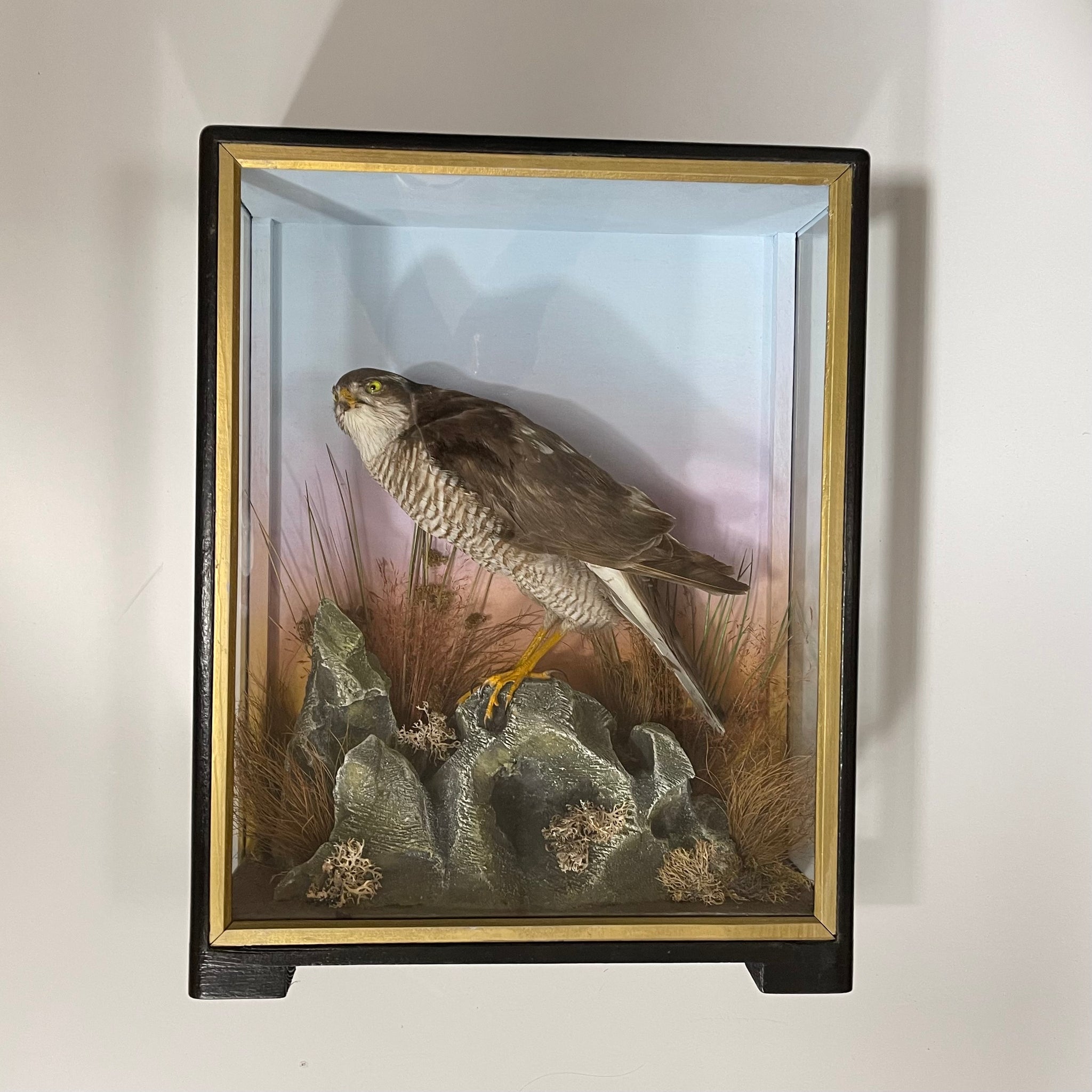 Taxidermy Hutchings Antique Specimen Of A Sparrowhawk