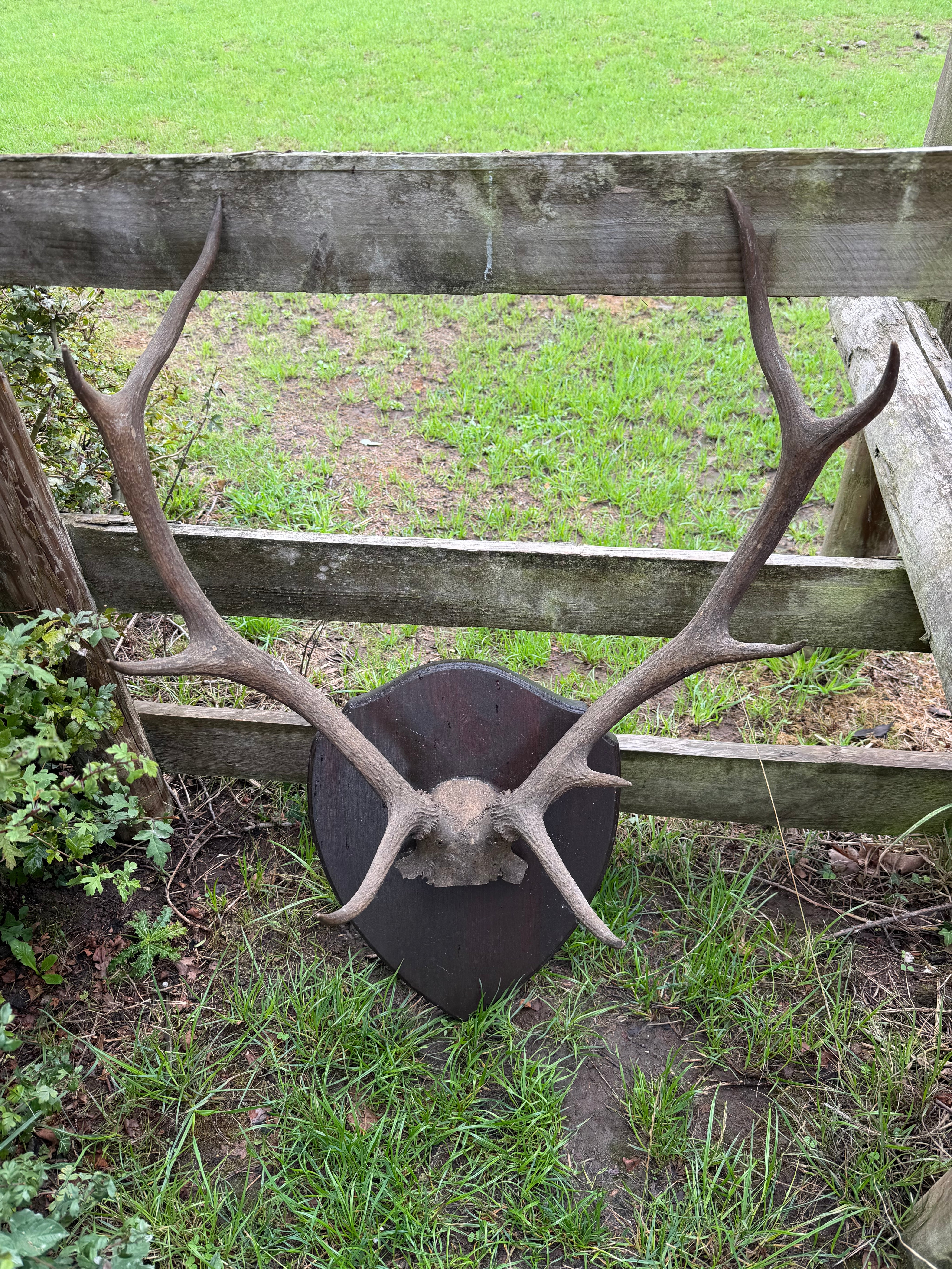Antique Set Of Red Deer Antlers