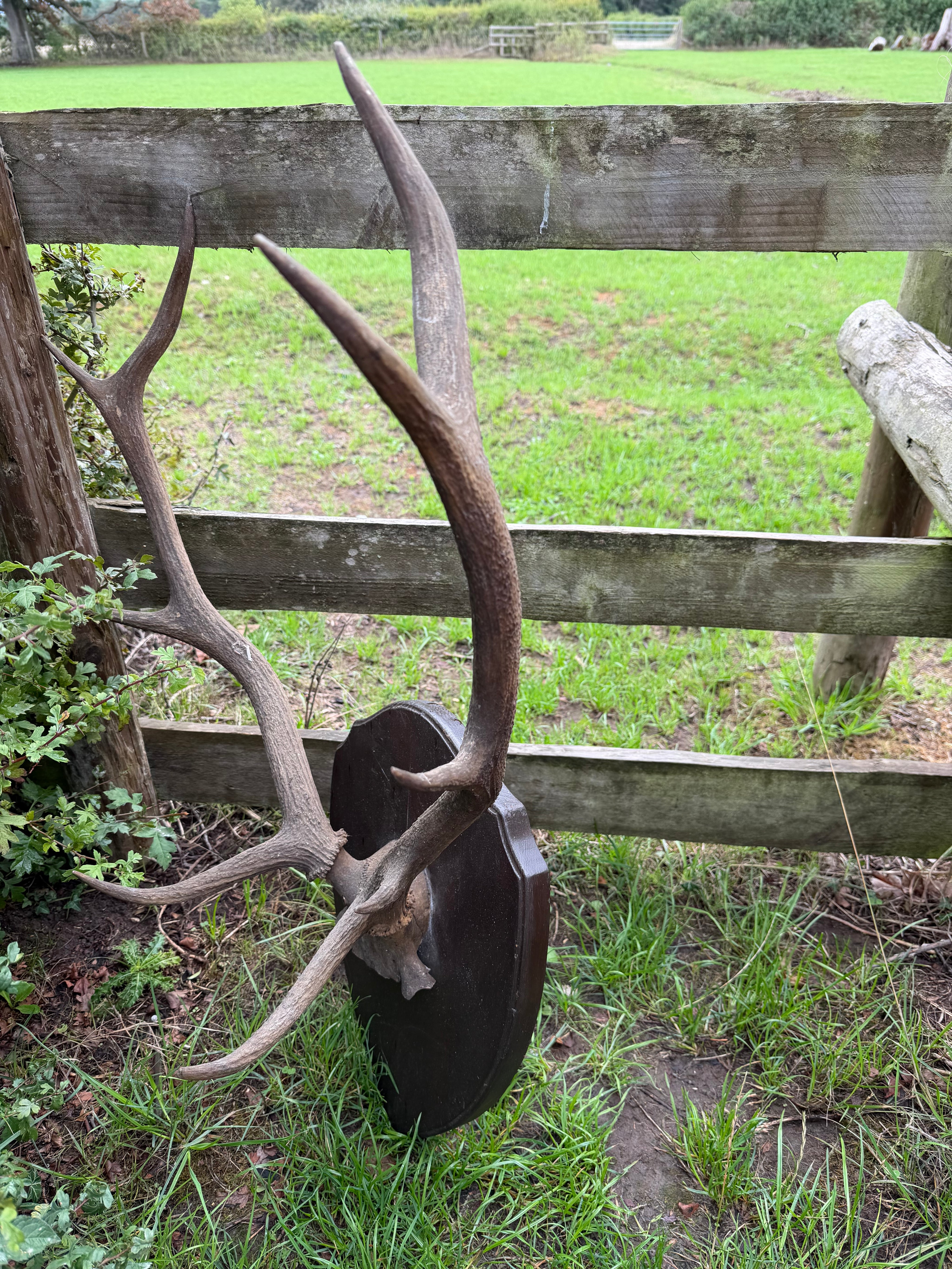 Antique Set Of Red Deer Antlers