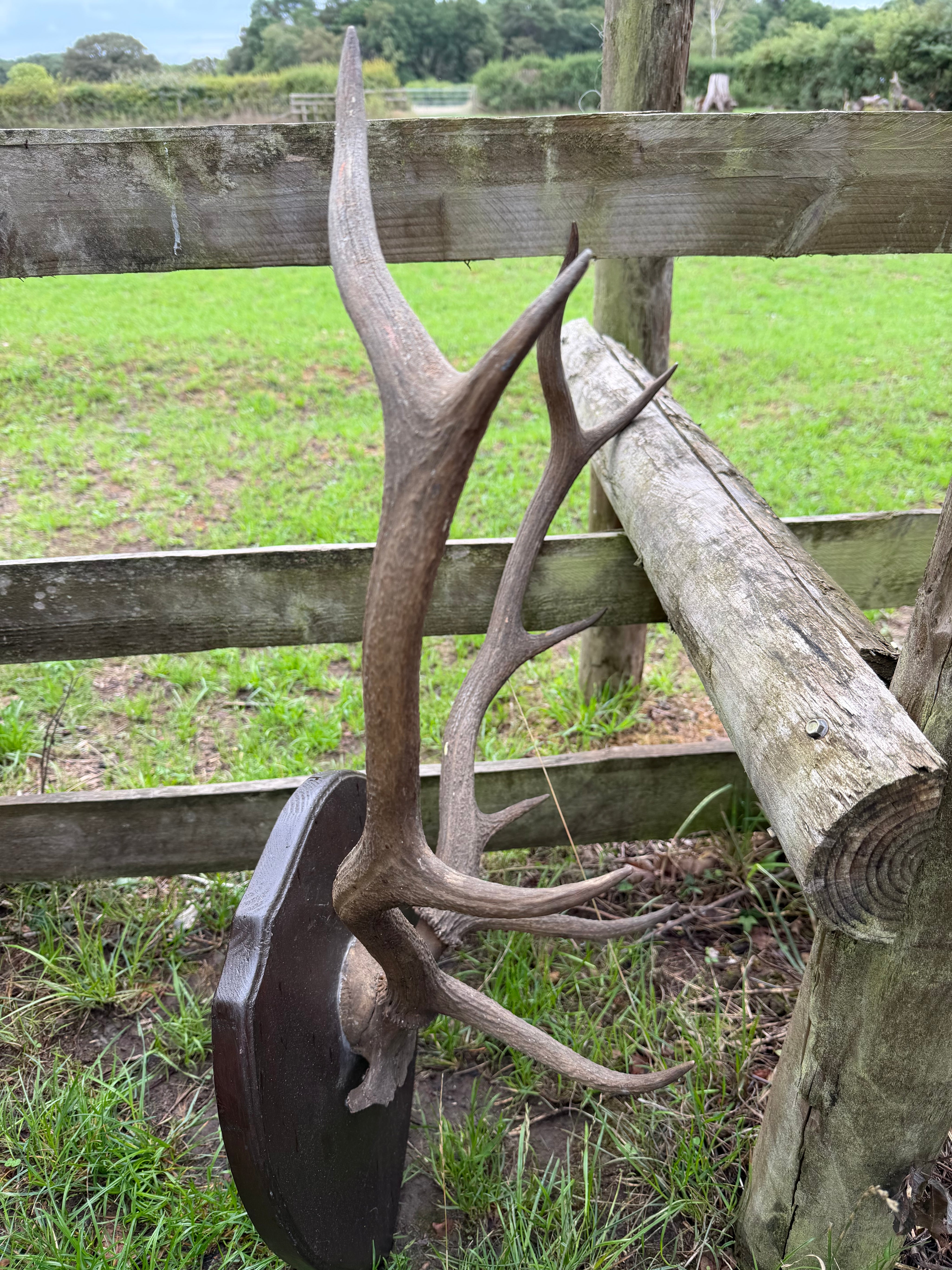 Antique Set Of Red Deer Antlers