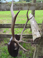Antique Set Of Red Deer Antlers