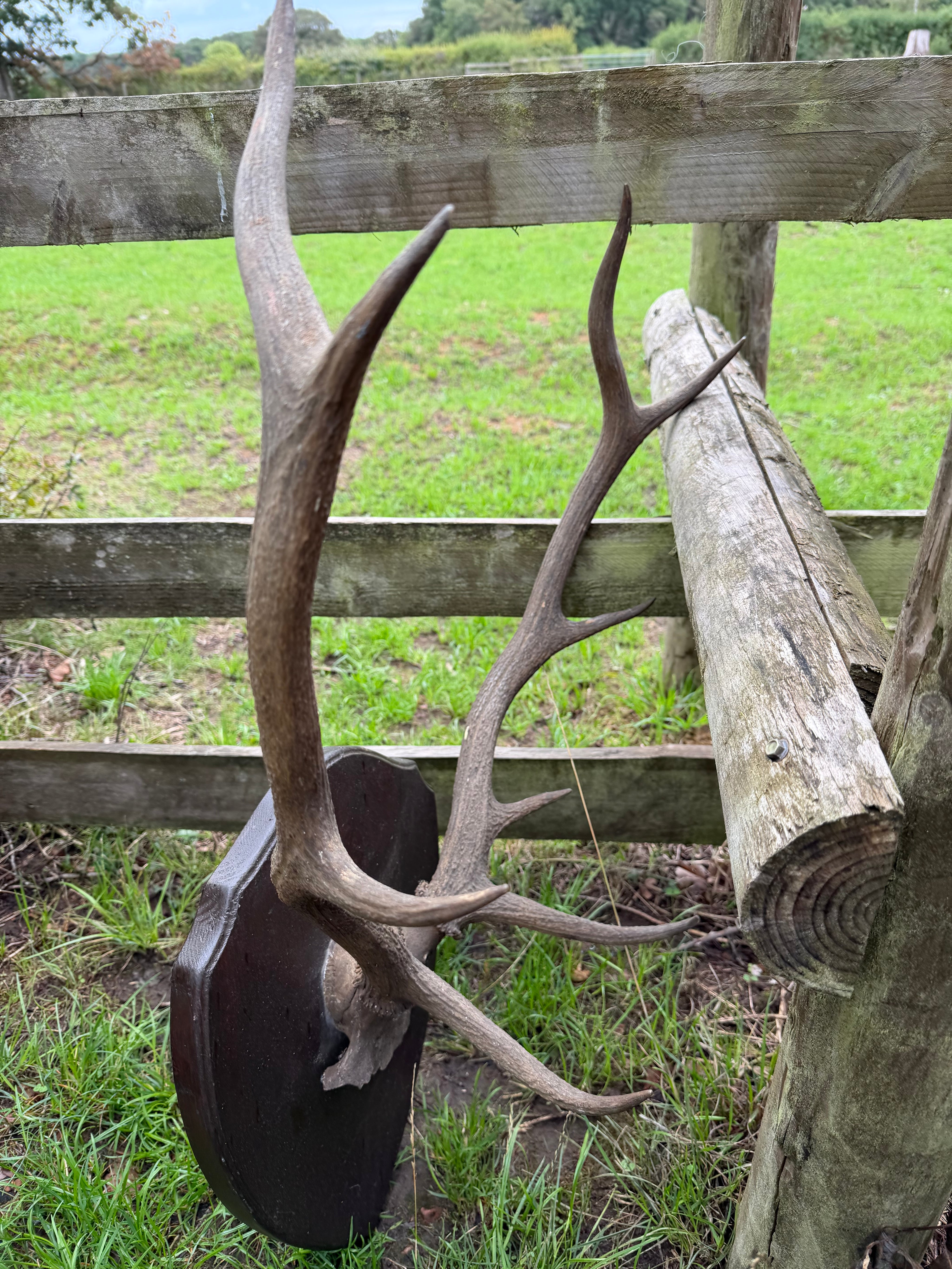 Antique Set Of Red Deer Antlers