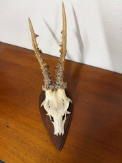 Antique Set Of Roe Deer Antlers