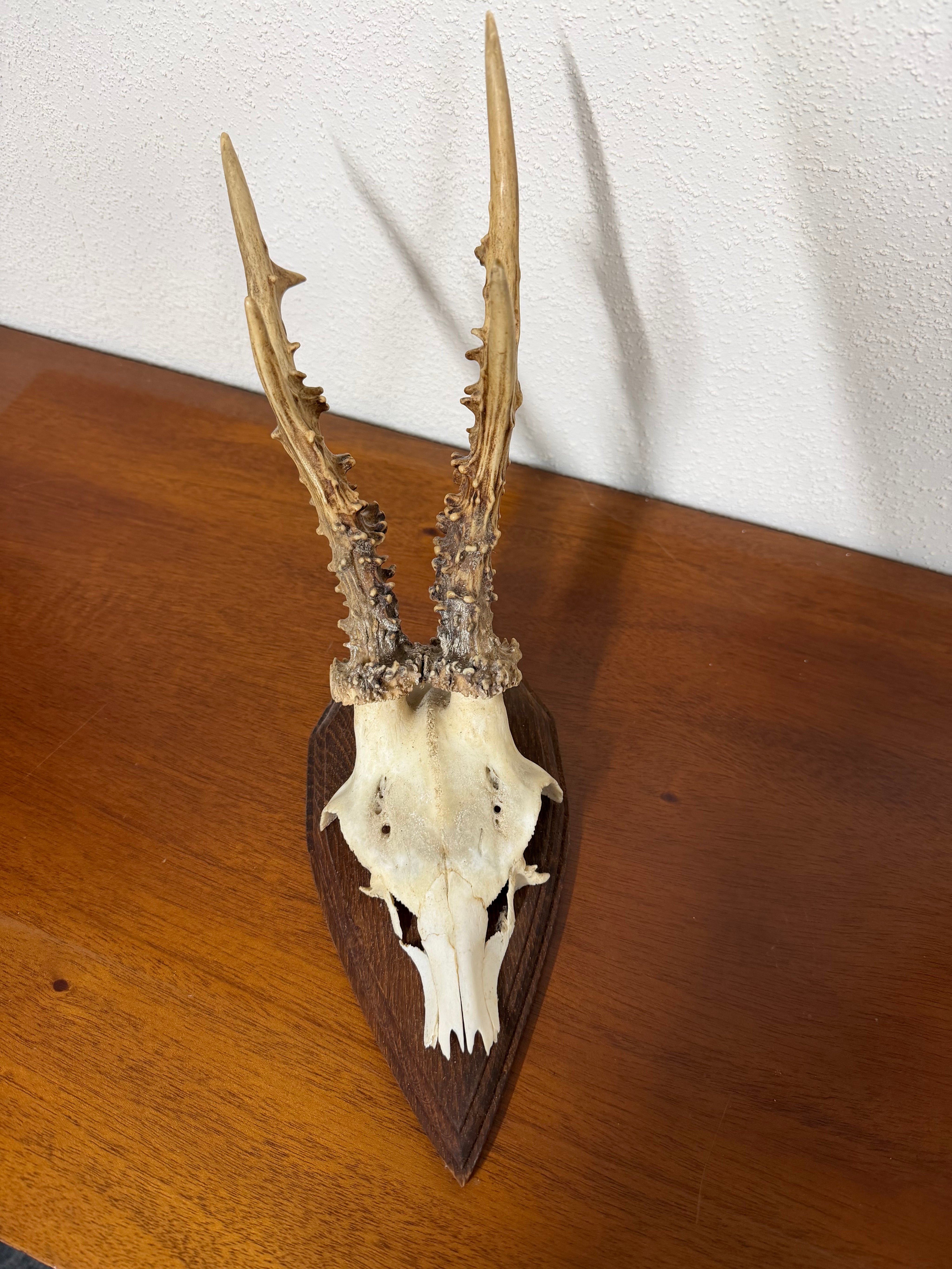Antique Set Of Roe Deer Antlers