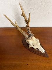Antique Set Of Roe Deer Antlers