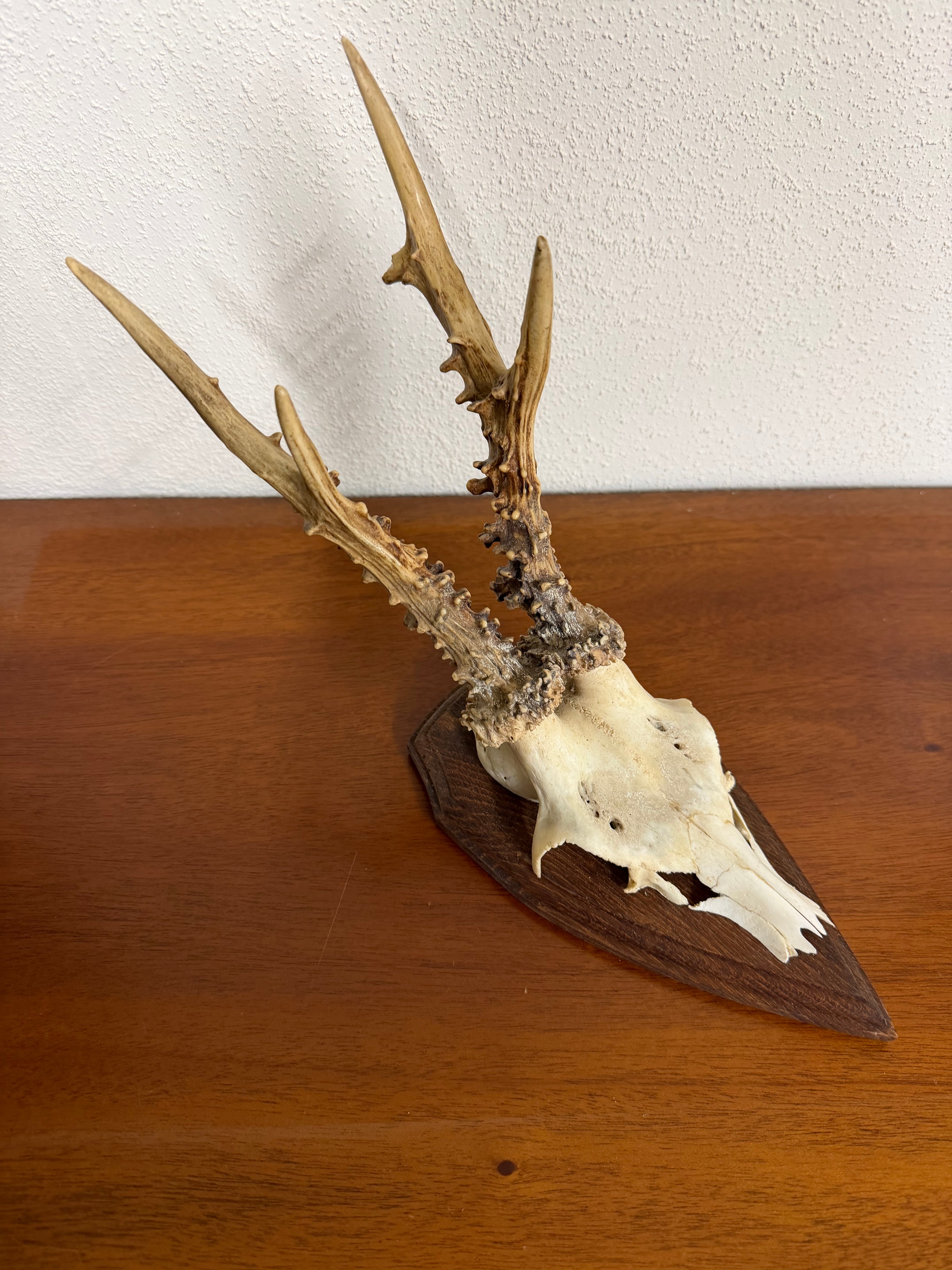 Antique Set Of Roe Deer Antlers