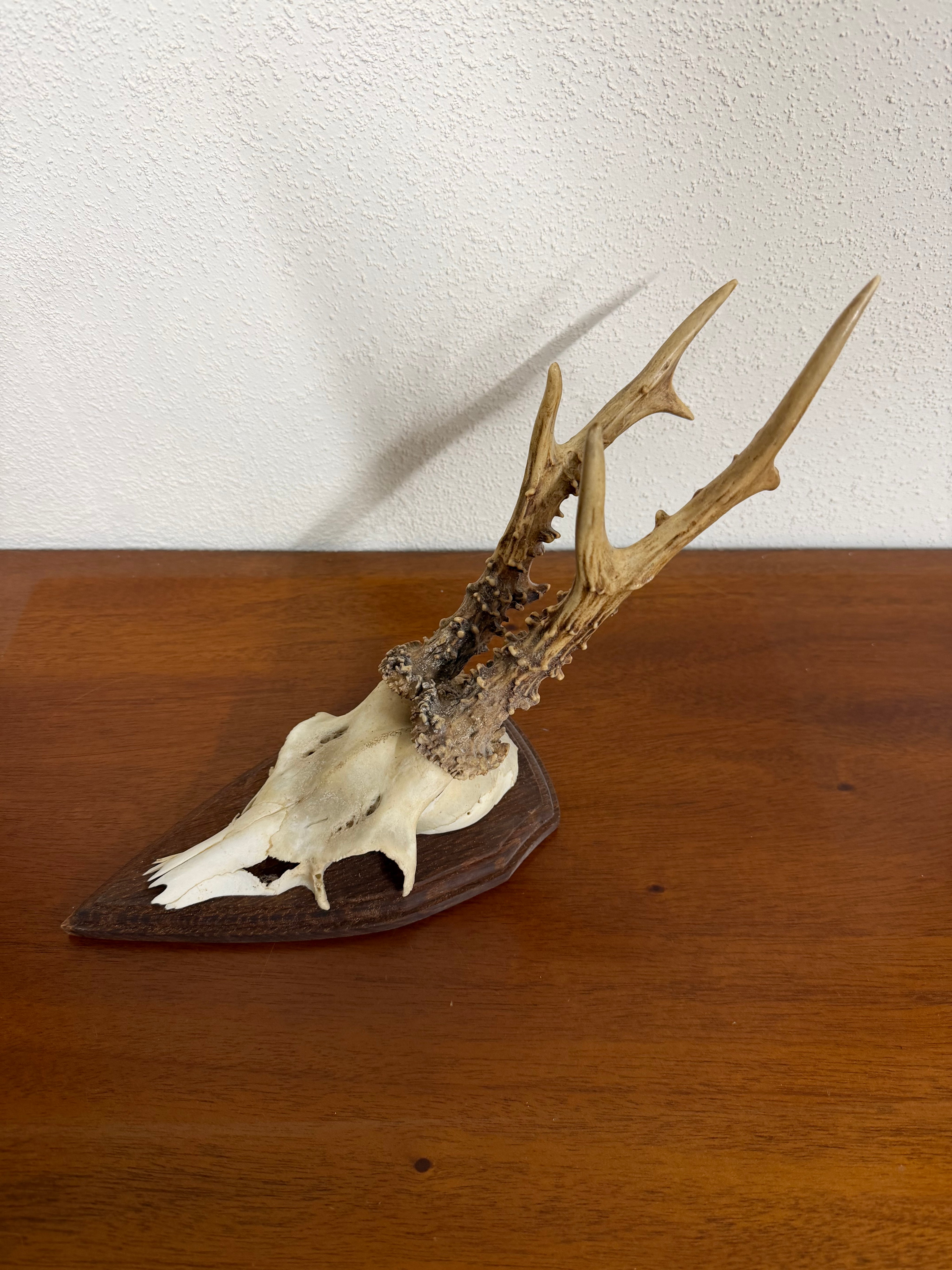 Antique Set Of Roe Deer Antlers