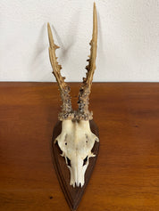 Antique Set Of Roe Deer Antlers