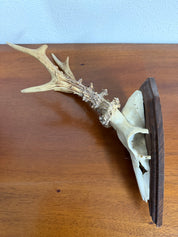 Antique Set Of Roe Deer Antlers