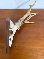 Antique Set Of Roe Deer Antlers