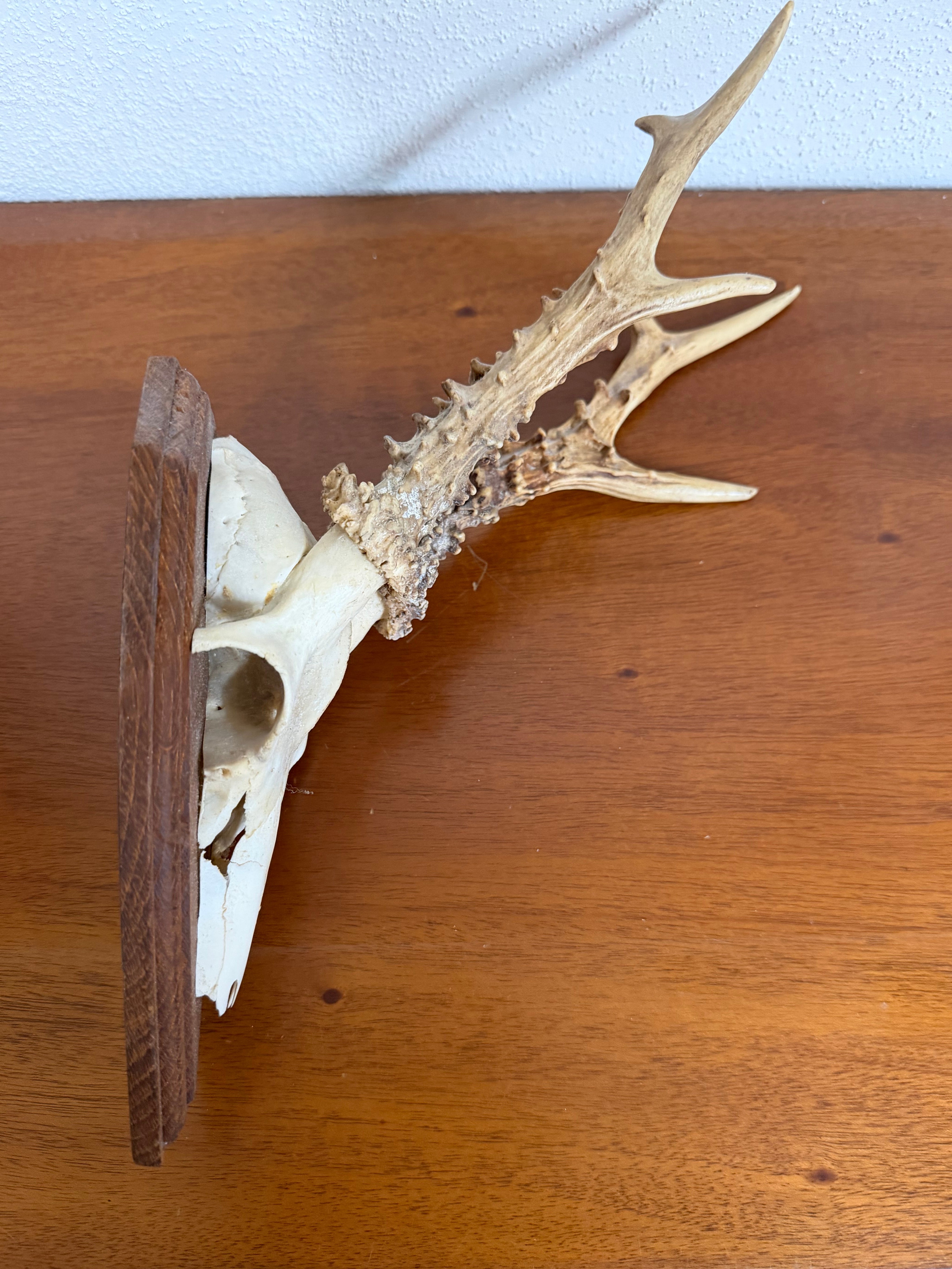 Antique Set Of Roe Deer Antlers