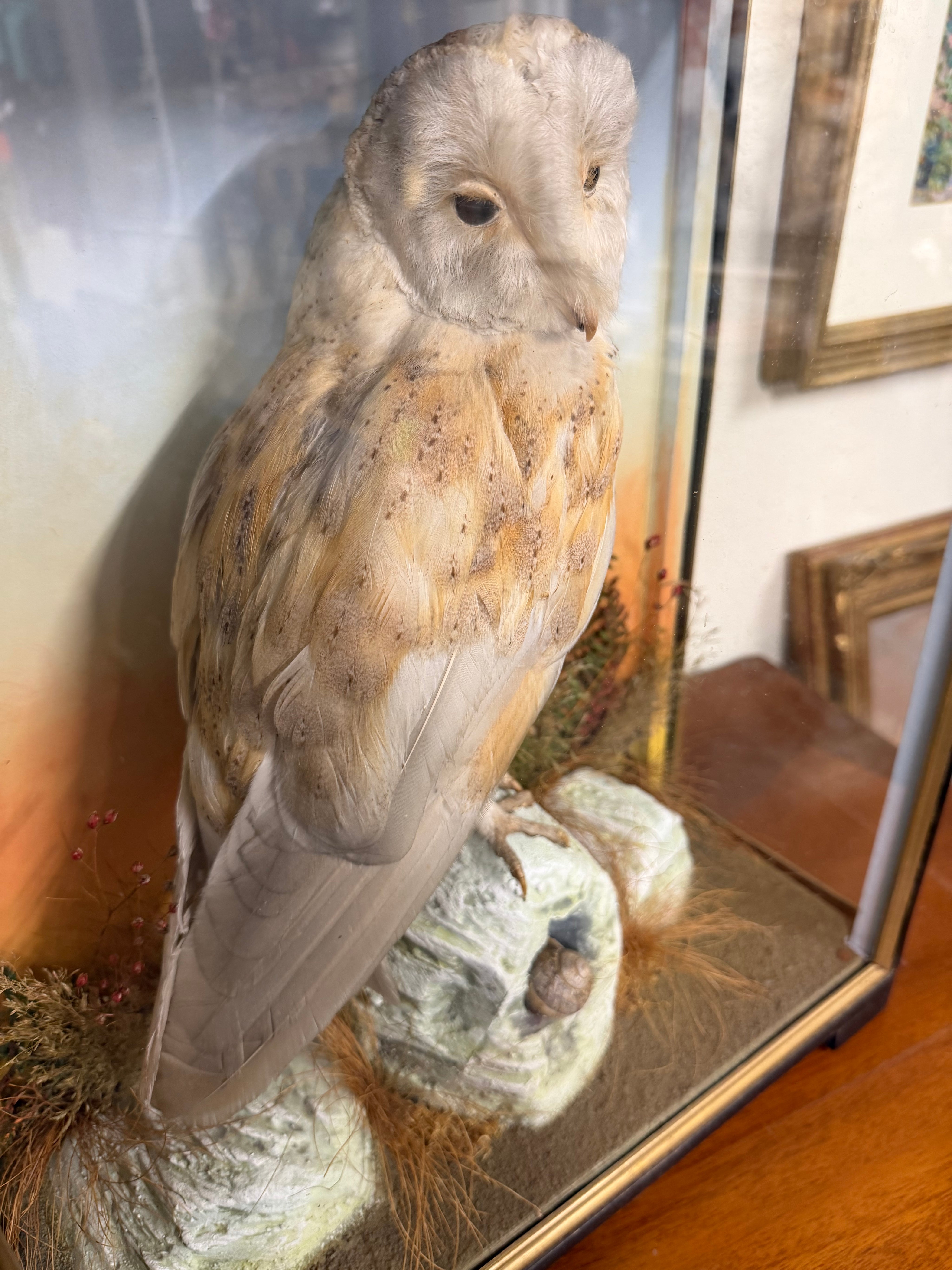Taxidermy Antique Barn Owl Hutchings Of Aberystwyth