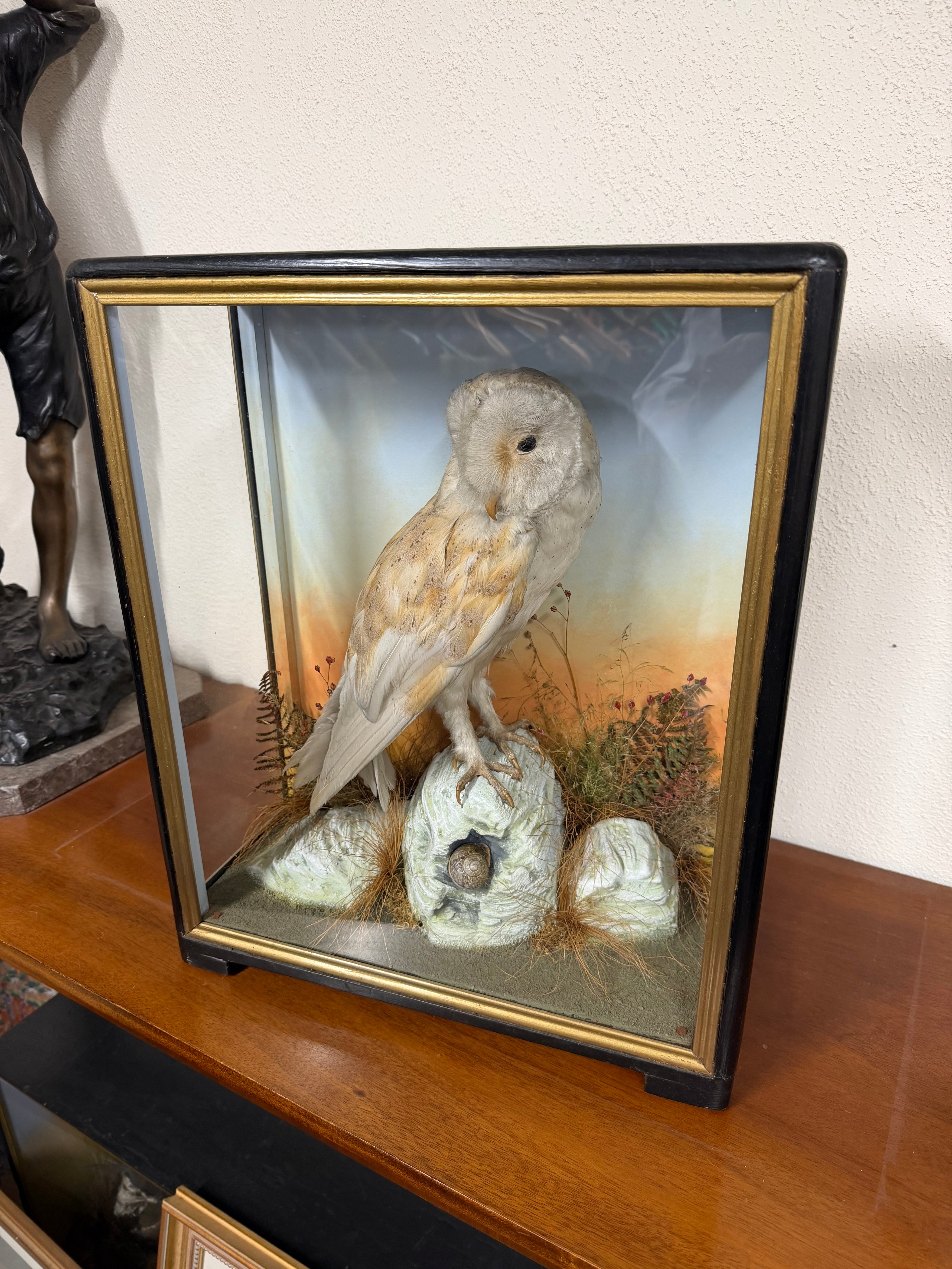 Taxidermy Antique Barn Owl Hutchings Of Aberystwyth