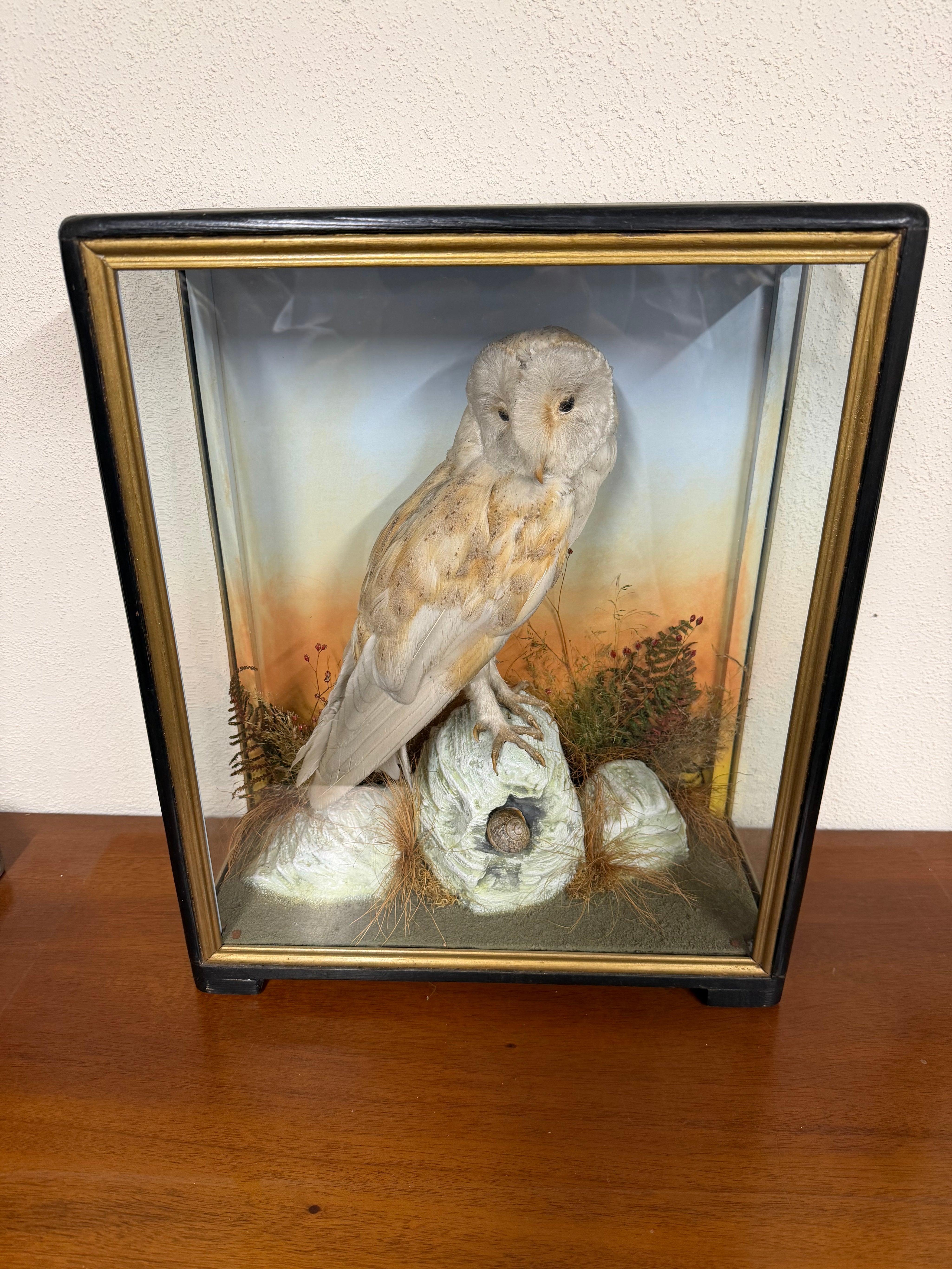 Taxidermy Antique Barn Owl Hutchings Of Aberystwyth