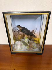 Taxidermy Antique Male Sparrow Hawk Hutchings Of Aberystwyth