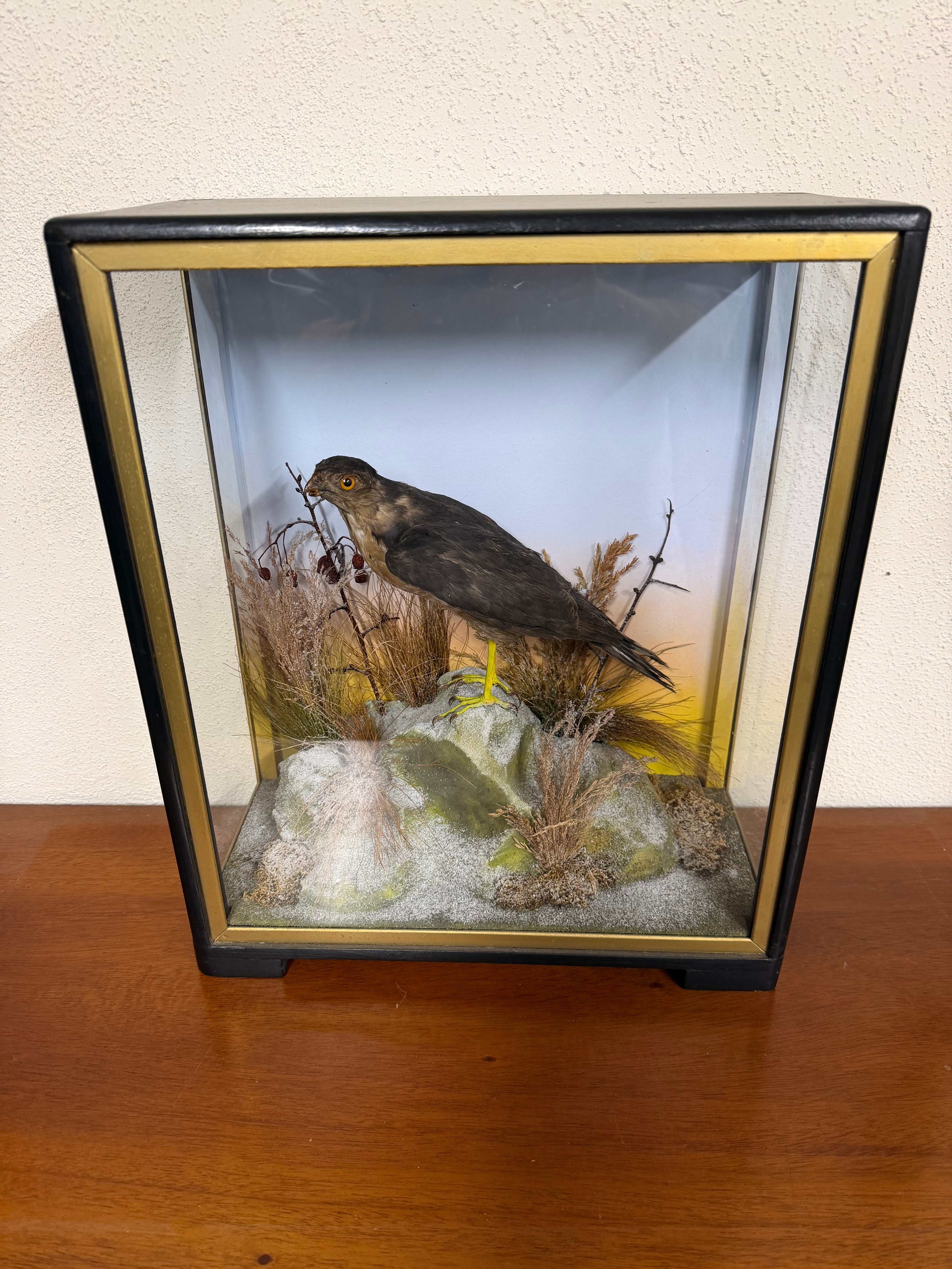 Taxidermy Antique Male Sparrow Hawk Hutchings Of Aberystwyth