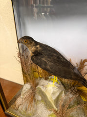 Taxidermy Antique Male Sparrow Hawk Hutchings Of Aberystwyth