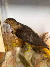 Taxidermy Antique Male Sparrow Hawk Hutchings Of Aberystwyth