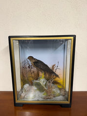 Taxidermy Antique Male Sparrow Hawk Hutchings Of Aberystwyth