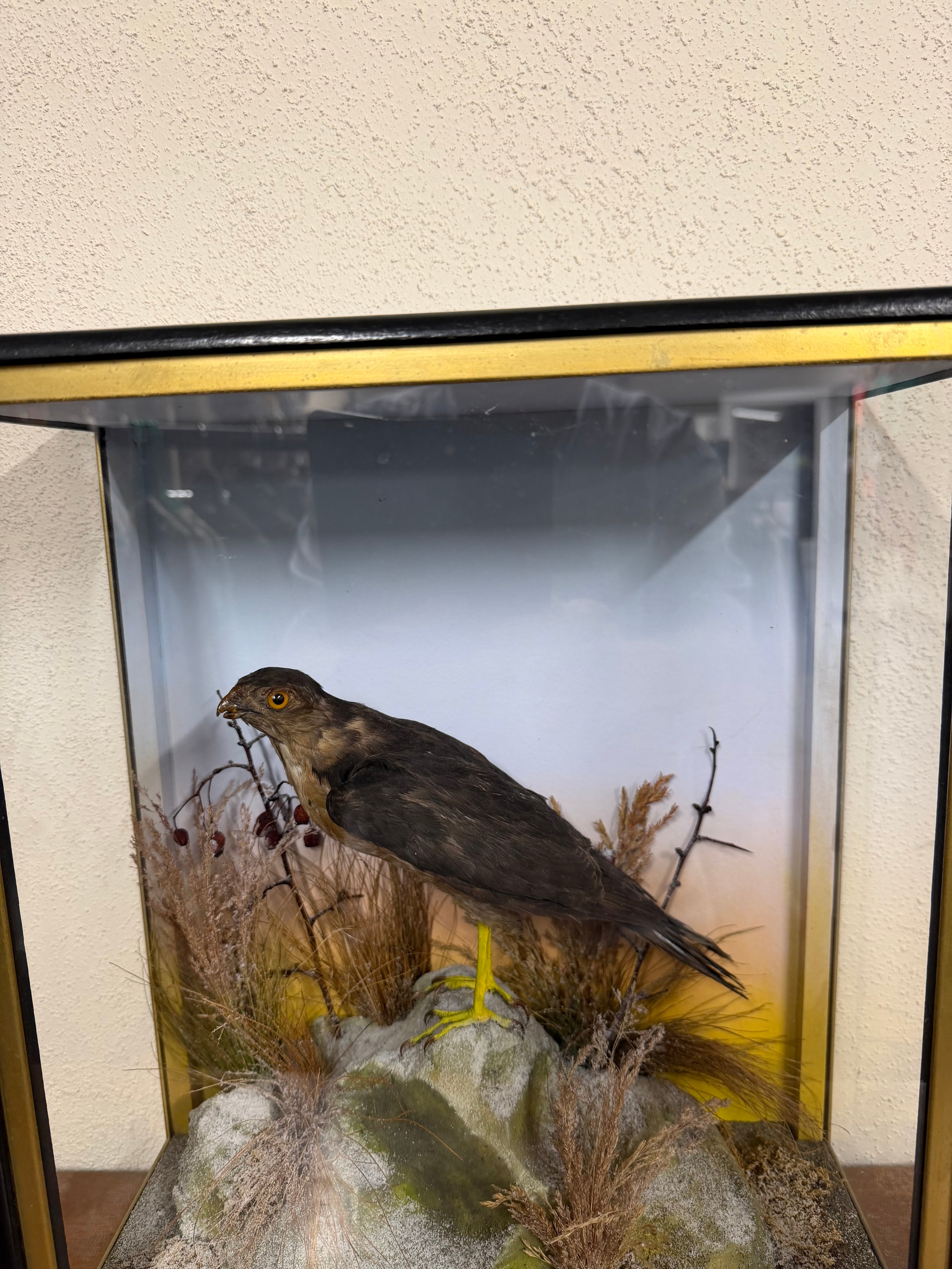Taxidermy Antique Male Sparrow Hawk Hutchings Of Aberystwyth