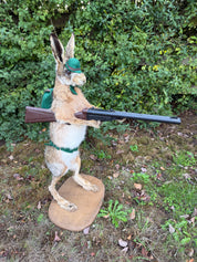 Taxidermy The Hunting Hare