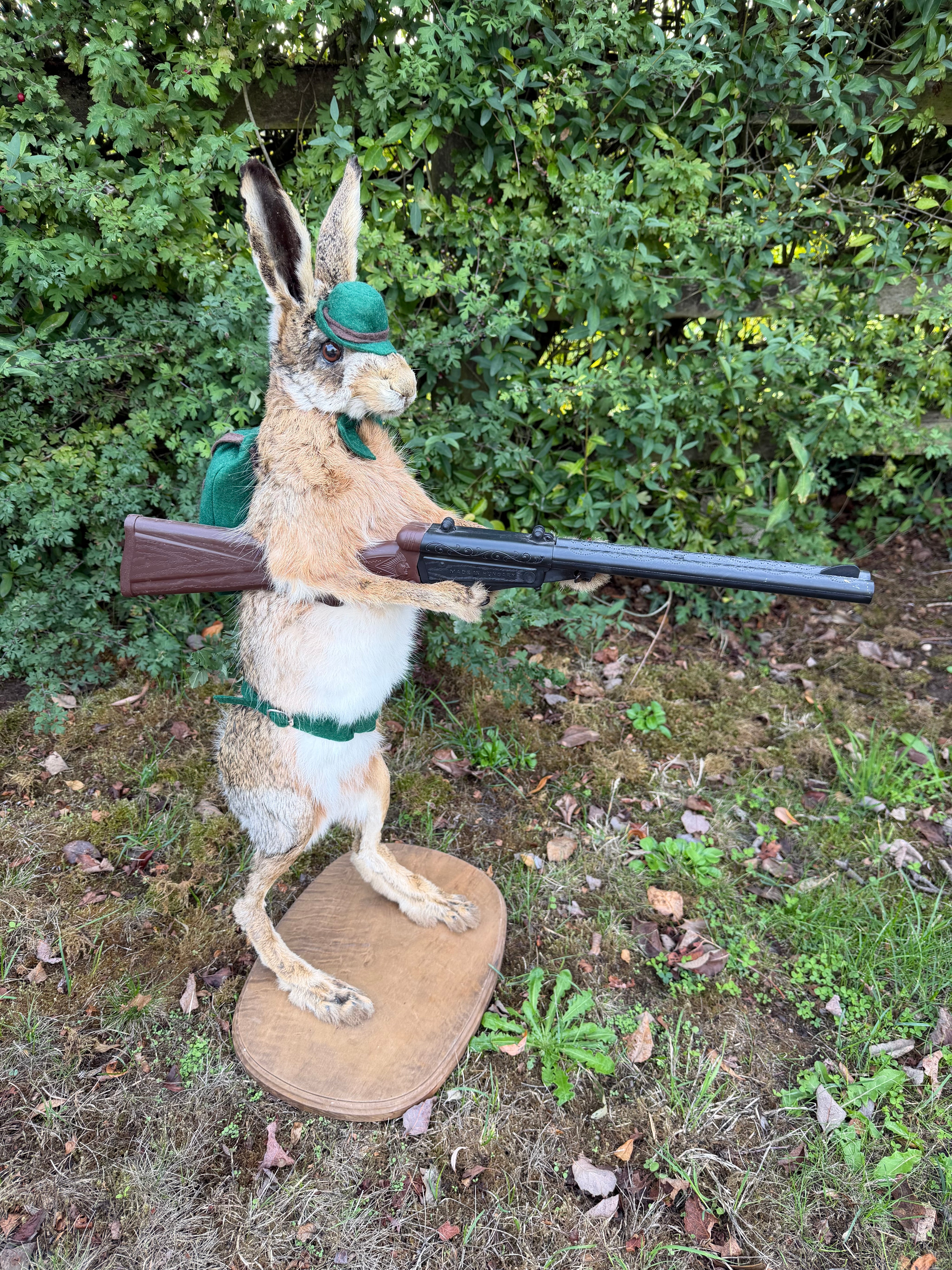 Taxidermy The Hunting Hare