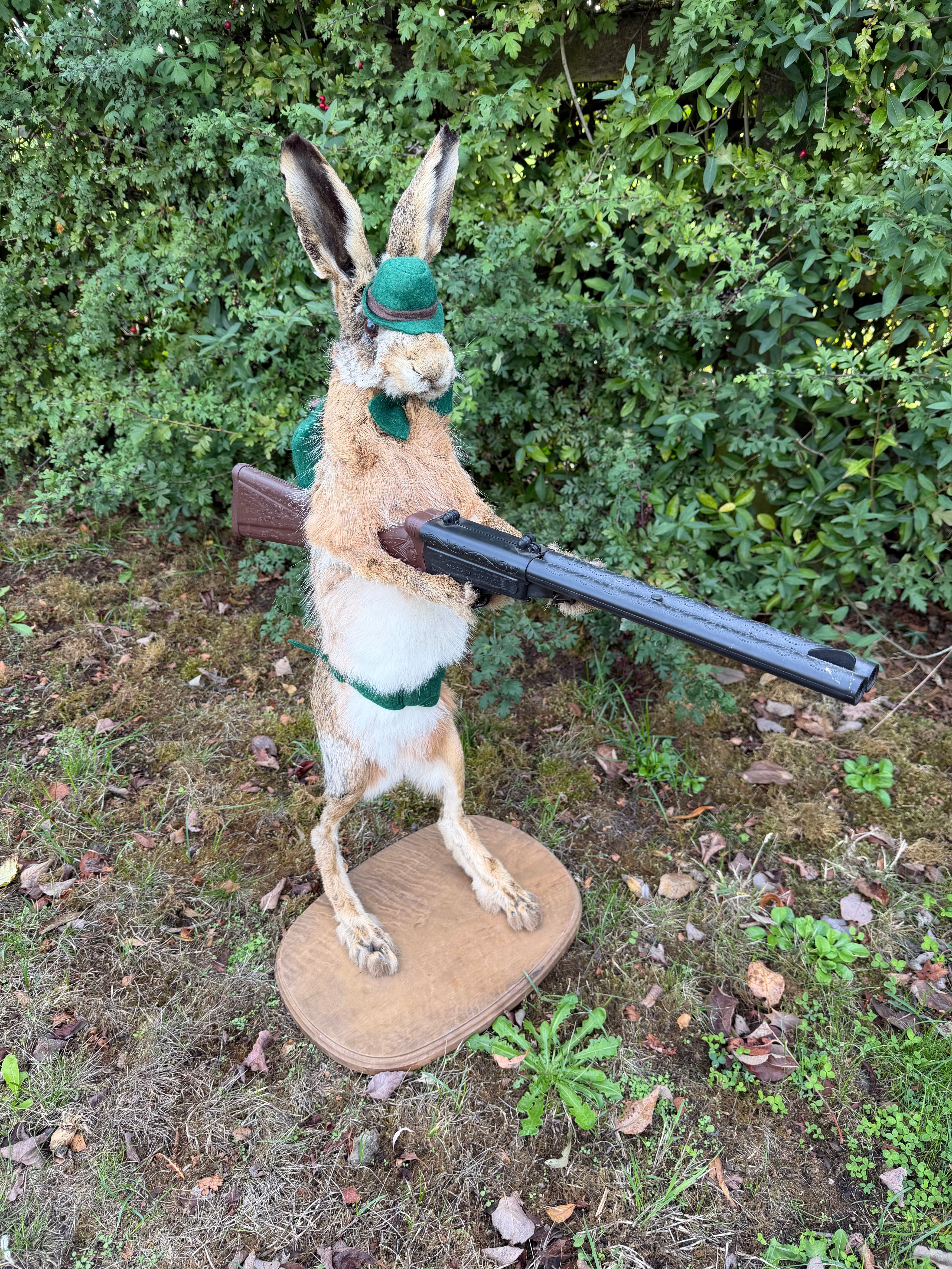 Taxidermy The Hunting Hare