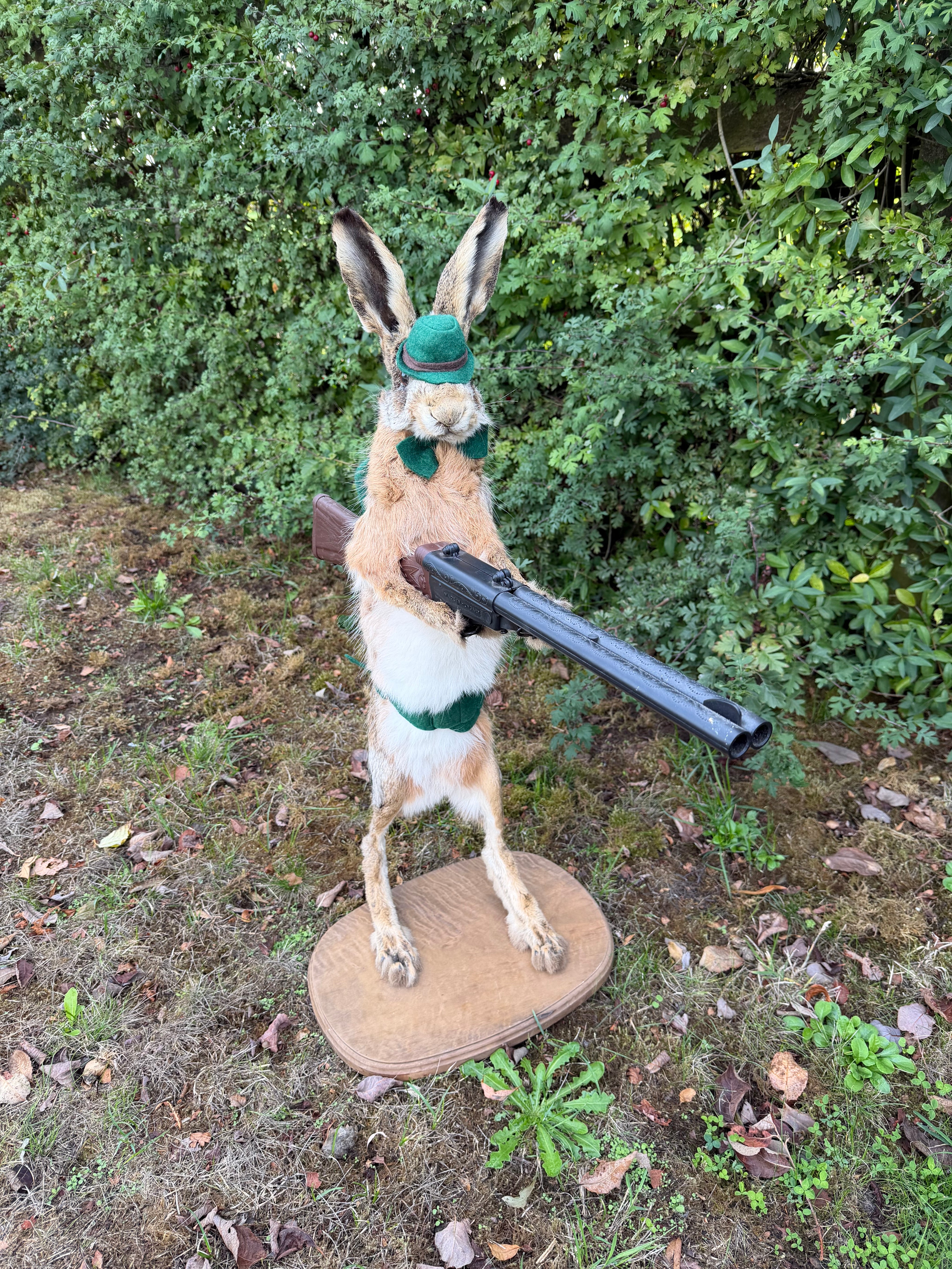 Taxidermy The Hunting Hare