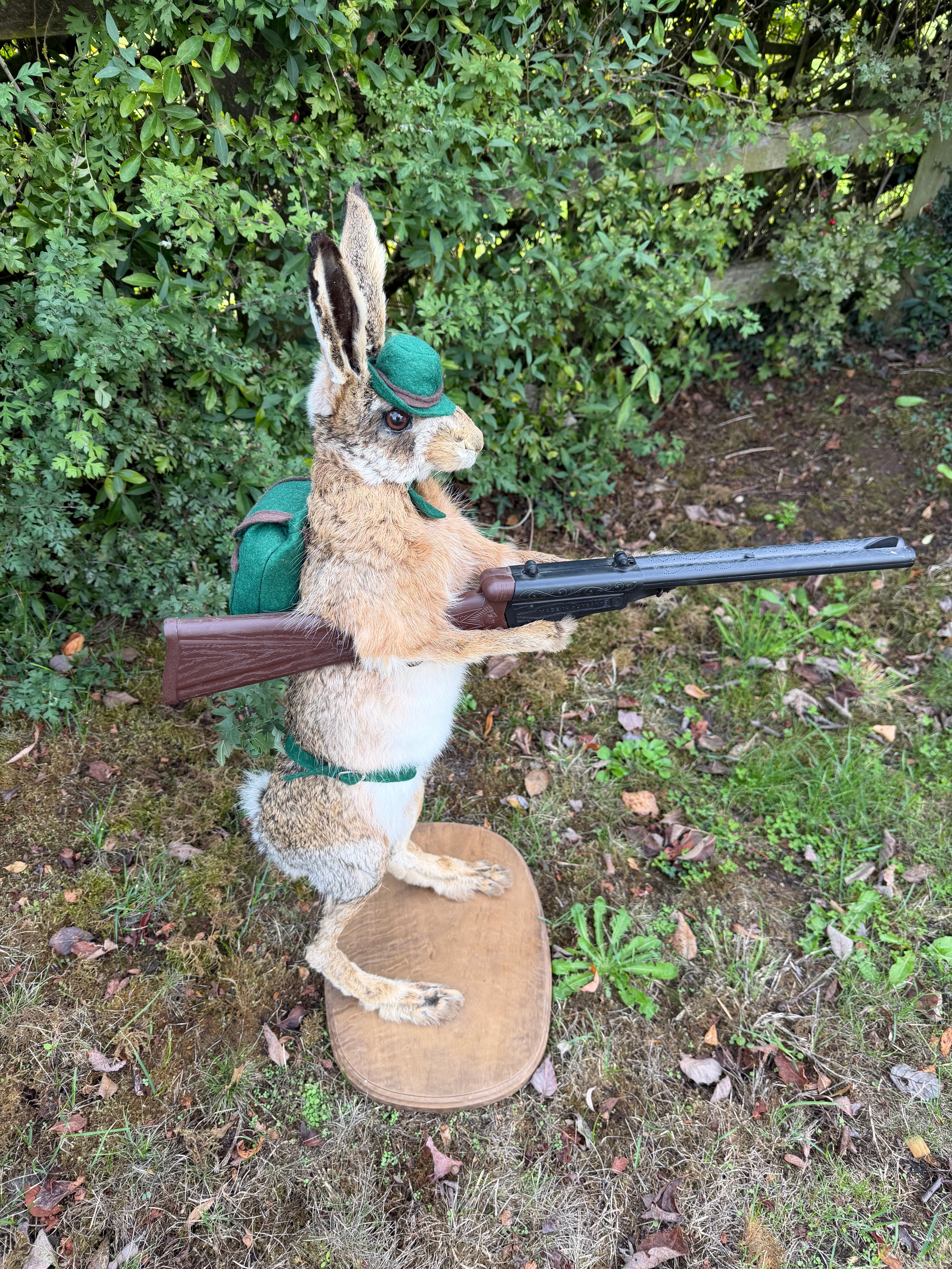 Taxidermy The Hunting Hare