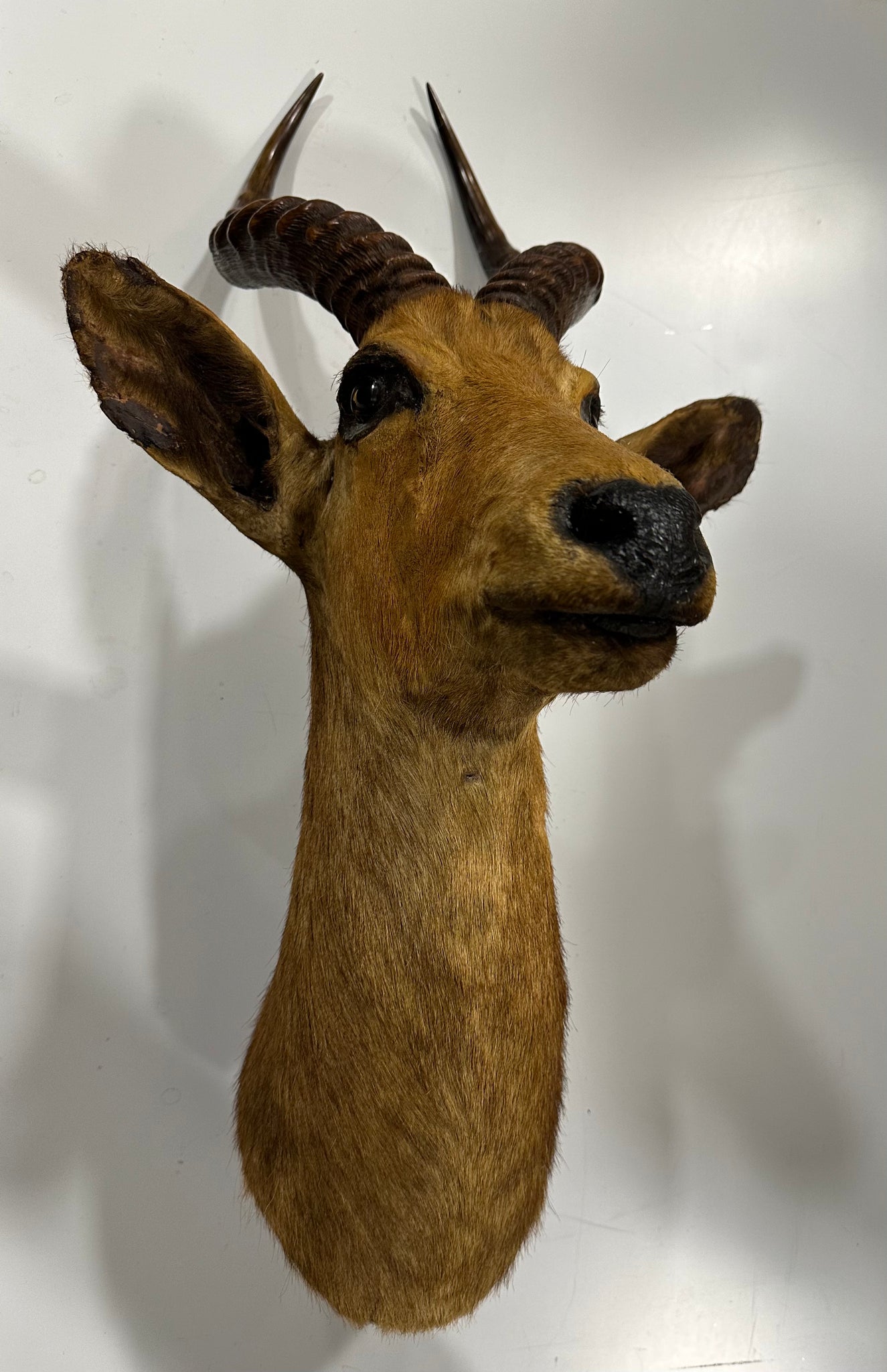 Taxidermy Antelope By Rowland Ward