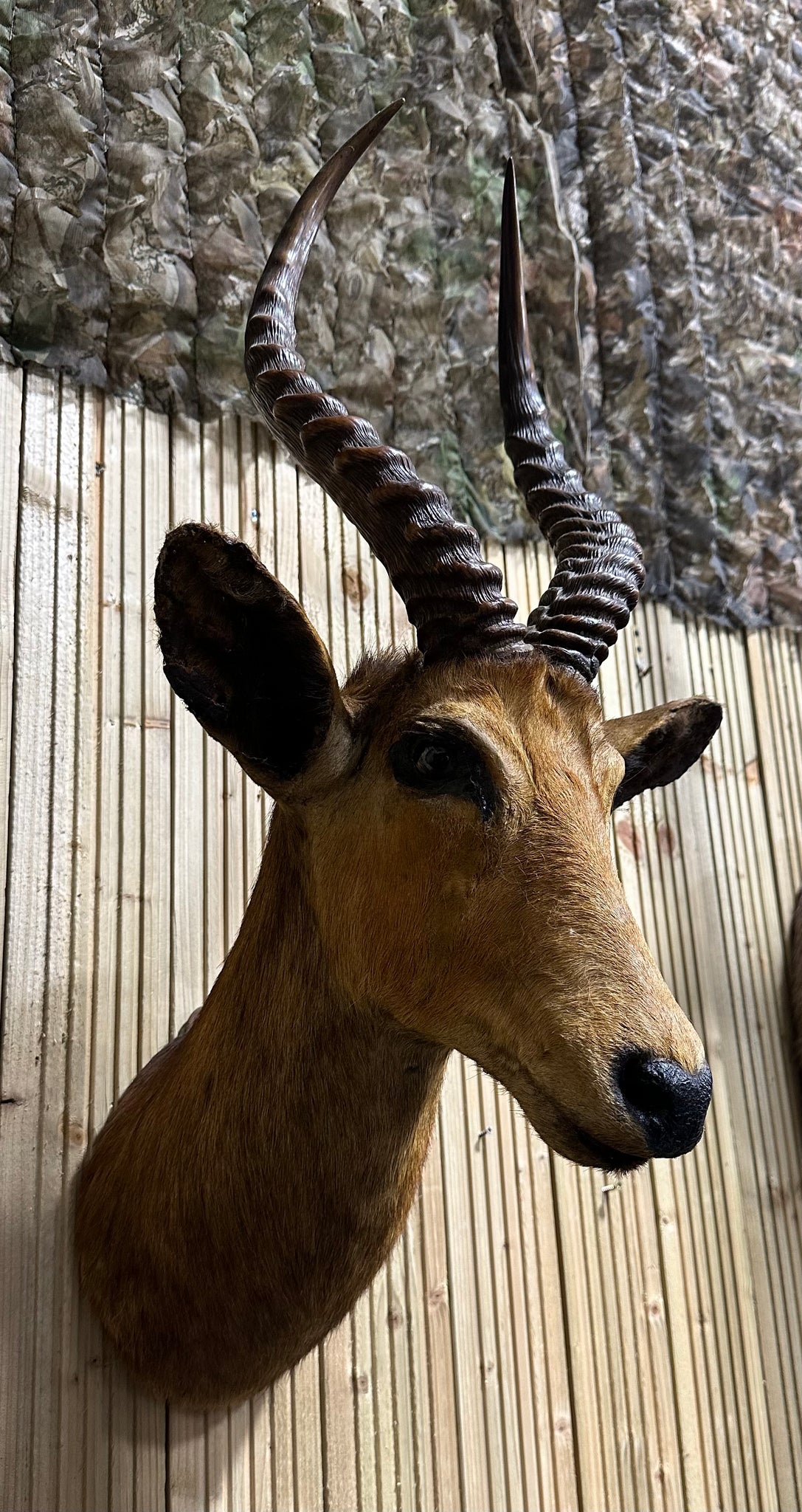 Taxidermy Antelope By Rowland Ward