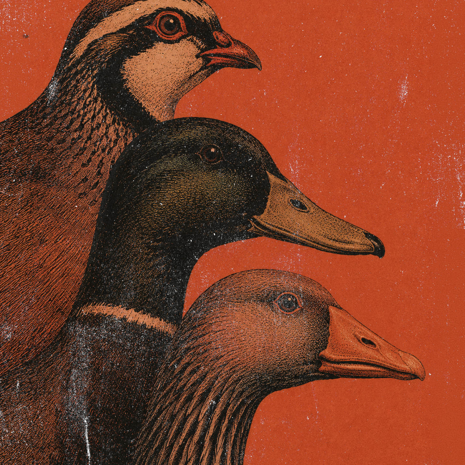 Partridge_Season_2026.jpg