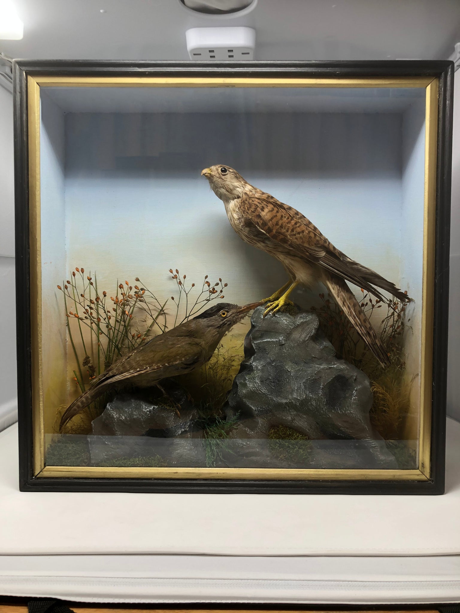Taxidermy Antique Cased Specimen Of A Kestrel And Green Woodpecker