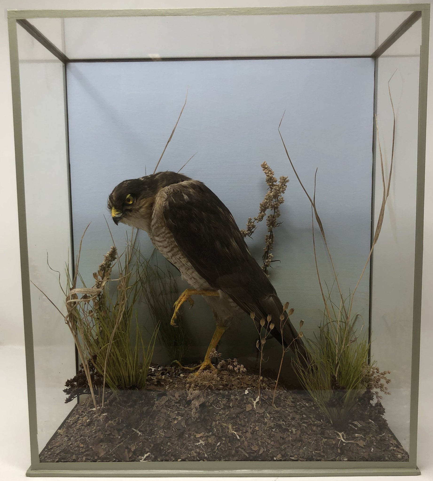 Taxidermy Antique Specimen Of Sparrow Hawk