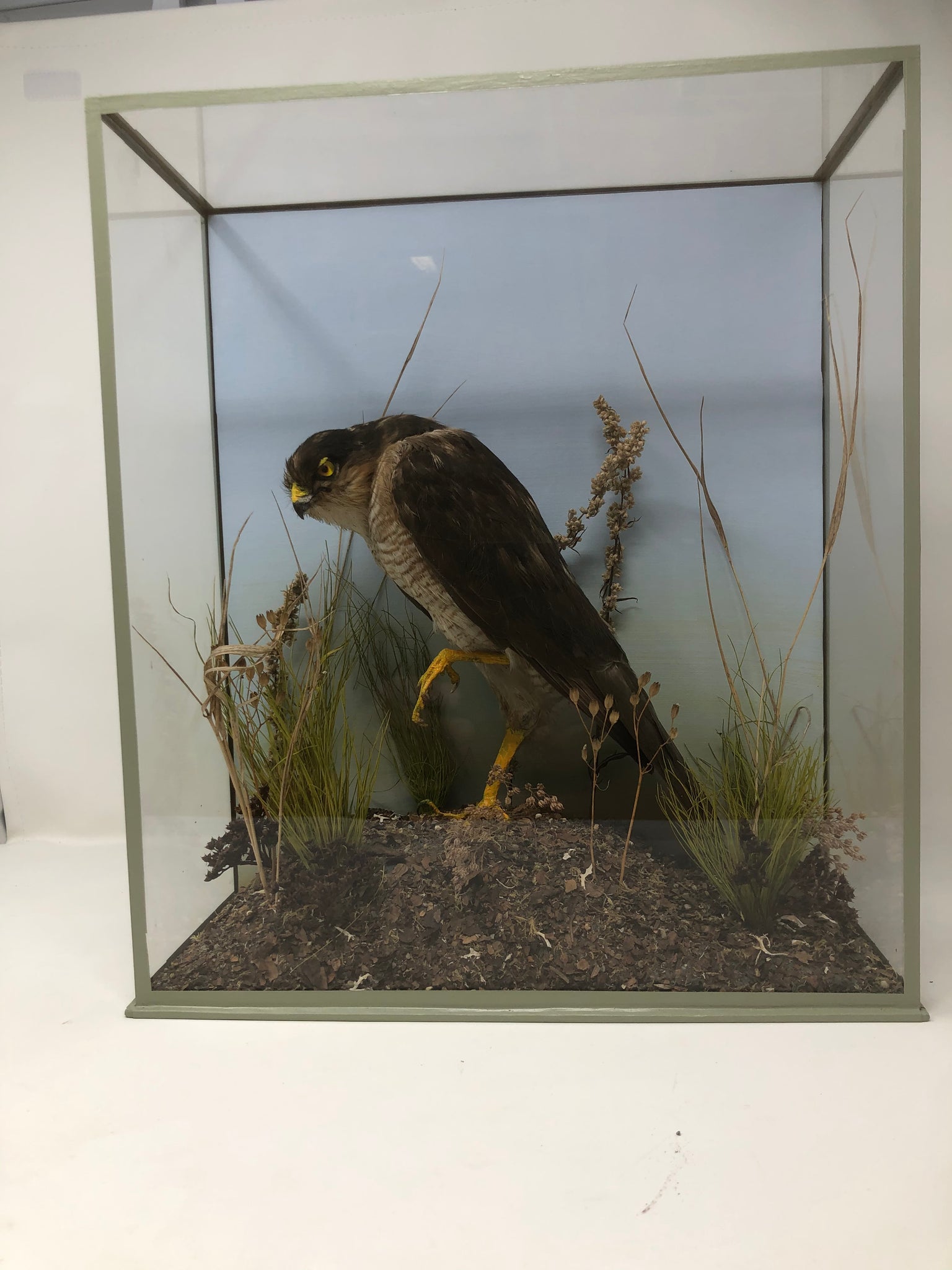 Taxidermy Antique Specimen Of Sparrow Hawk